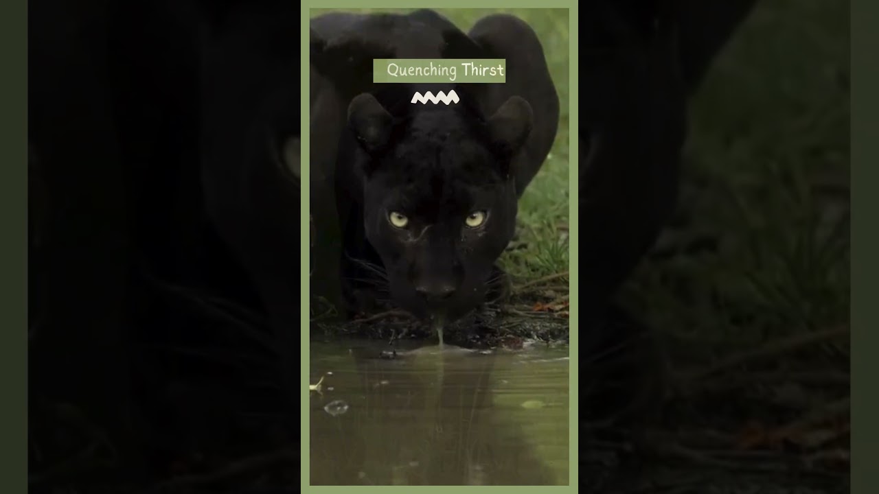 Black Panther’s Secret: The Truth About This Mysterious Big Cat 🐆🌑 