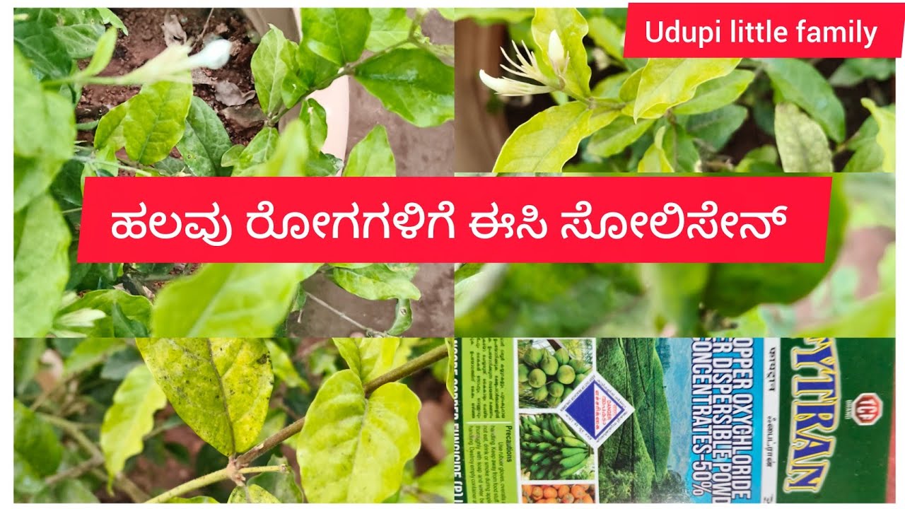 ಹಲವಾರು ರೋಗಗಳಿಗೆ, ಈಸಿ ಸೋಲಿಸೇನ್ 