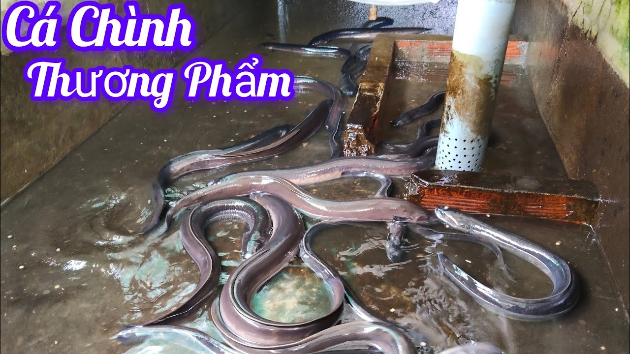 Cá Chình Khủng Xem Đã Mắt/Cuộc Sống Miền Tây 
