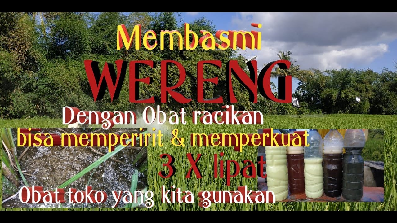 CARA MEMBASMI WERENG... Menggunakan obat racikan