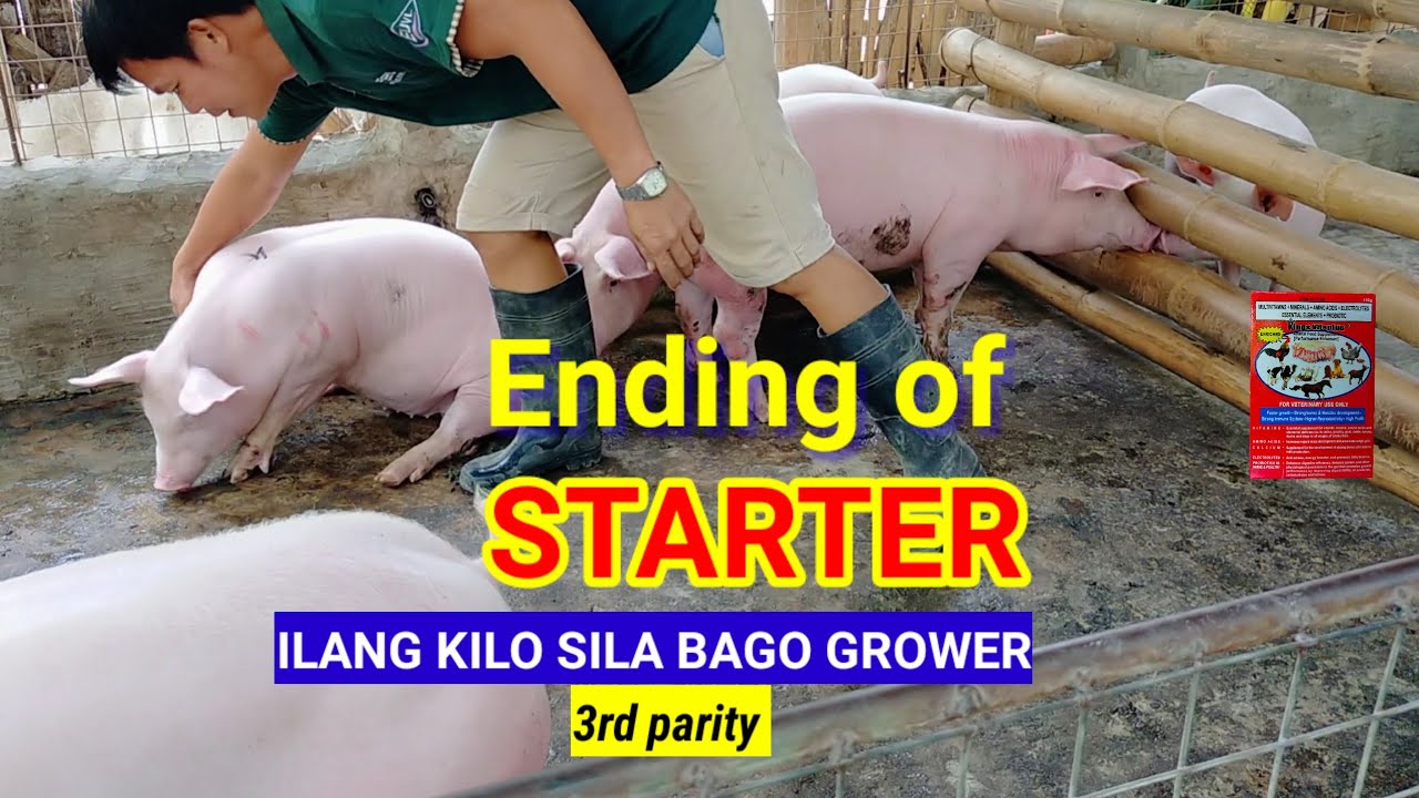 ENDING OF STARTER ilang KILO SILA BAGO GROWER / 3rd parity / Dodong Villaran