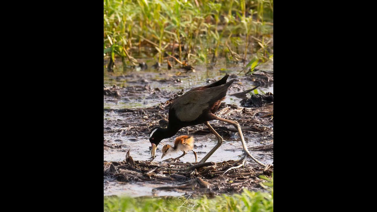 BRONZE- WINGED JACANA FEEDING CHICKS