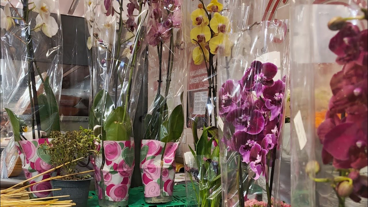 Migros orkideleri çok güzel gelmişler #keşfet #orkidebakımı #orkide #flowers #plants 