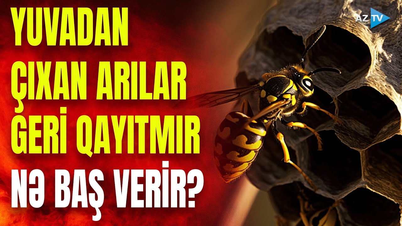 Nektar toplamaq üçün uçan arılar yuvaya qayıtmır: arıçılar HƏYƏCAN TƏBİLİ çaldı