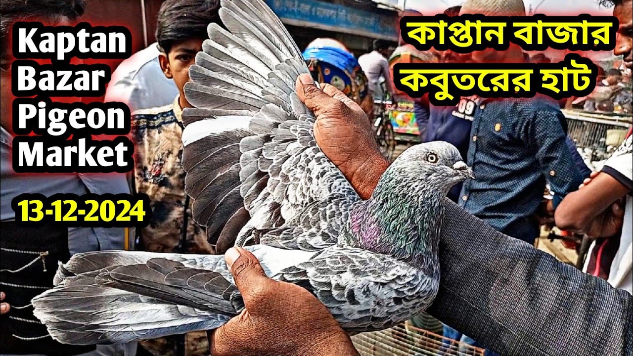 13-12-2024 কাপ্তান বাজার কবুতরের হাট ঢাকা | Kaptan bazar kobutor hat | কম দামে কবুতর | Pigeons price