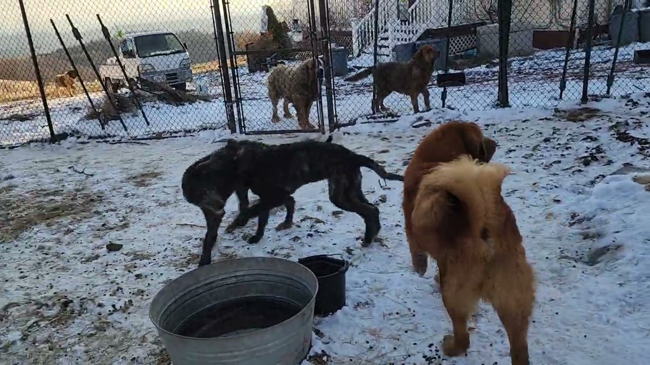 Ancient Guardians Farm Irish Wolfhounds and aboriginal Tibetan Mastiffs