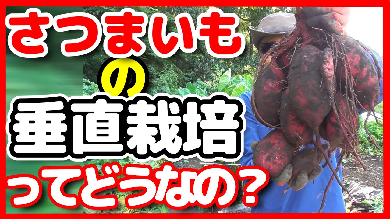 さつまいもの垂直栽培ってどうなの？マルチ有無検証【超家庭菜園】