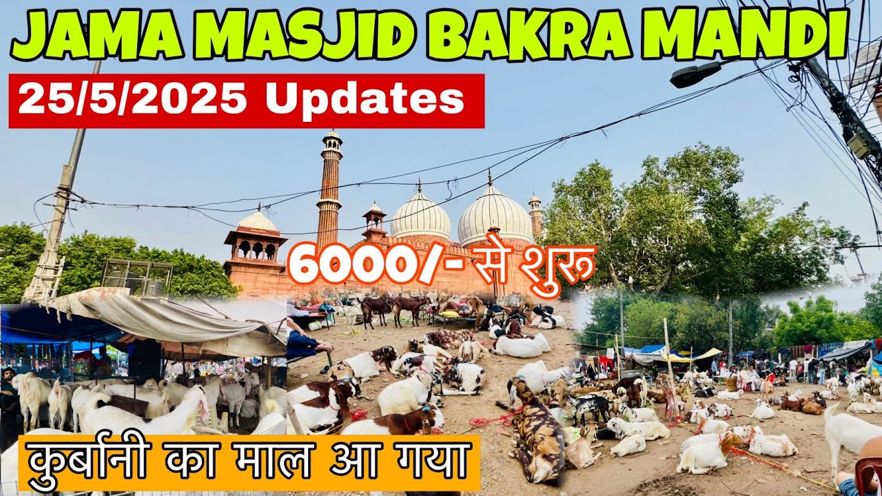 Jama Masjid Bakra Mandi 25/5/2025 Latest Update |Bakra Mandi Delhi | 2025 Jama Masjid Bakra Mandi