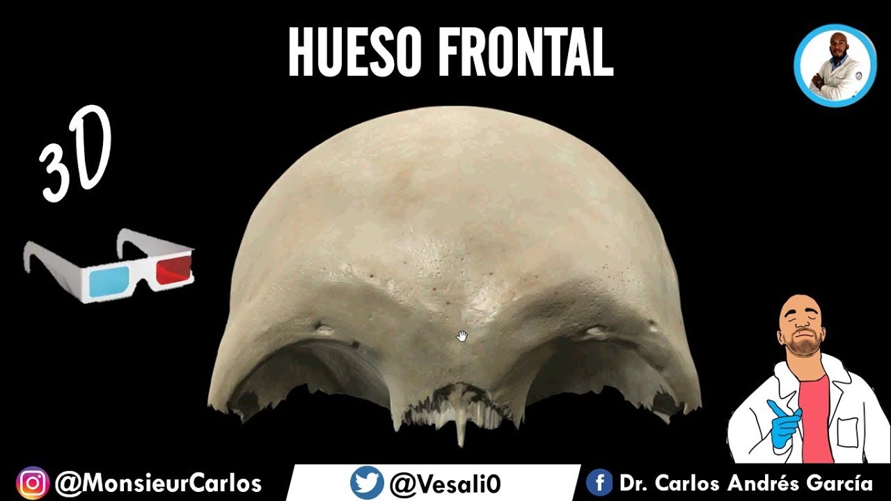 Anatomía - HUESO FRONTAL EN 3D ¡FÁCIL EXPLICACIÓN!