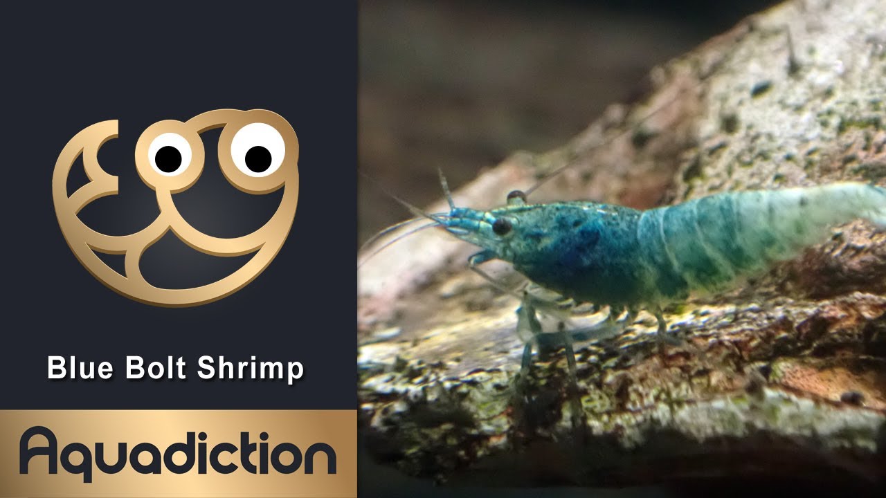Blue Bolt Shrimp (Caridina Cantonensis) - Taiwan Bee Shrimp Care