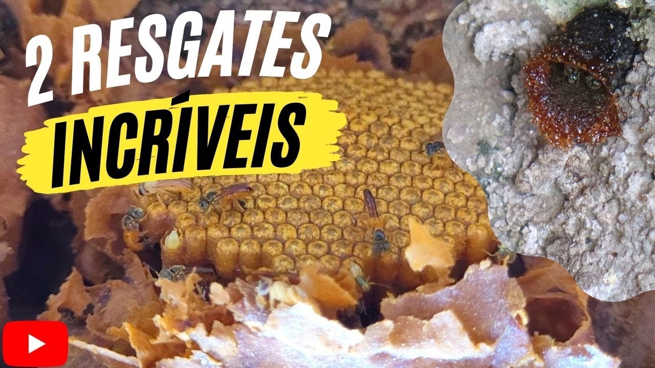 RESGATE DE ABELHAS SEM FERRÃO SEM SEGREDOS - Resgatei Abelhas Mirim Preta e Jataí No Mesmo Dia