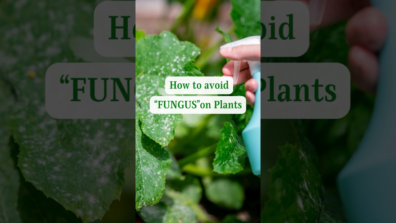Tips to Prevent Fungus on Plants | How to avoid fungus on plants | Prevent plant from Fungus