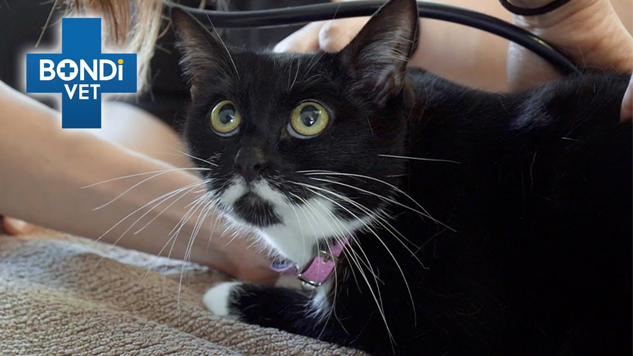 Charlie The Cat Won't Stop Shedding | Bondi Vet