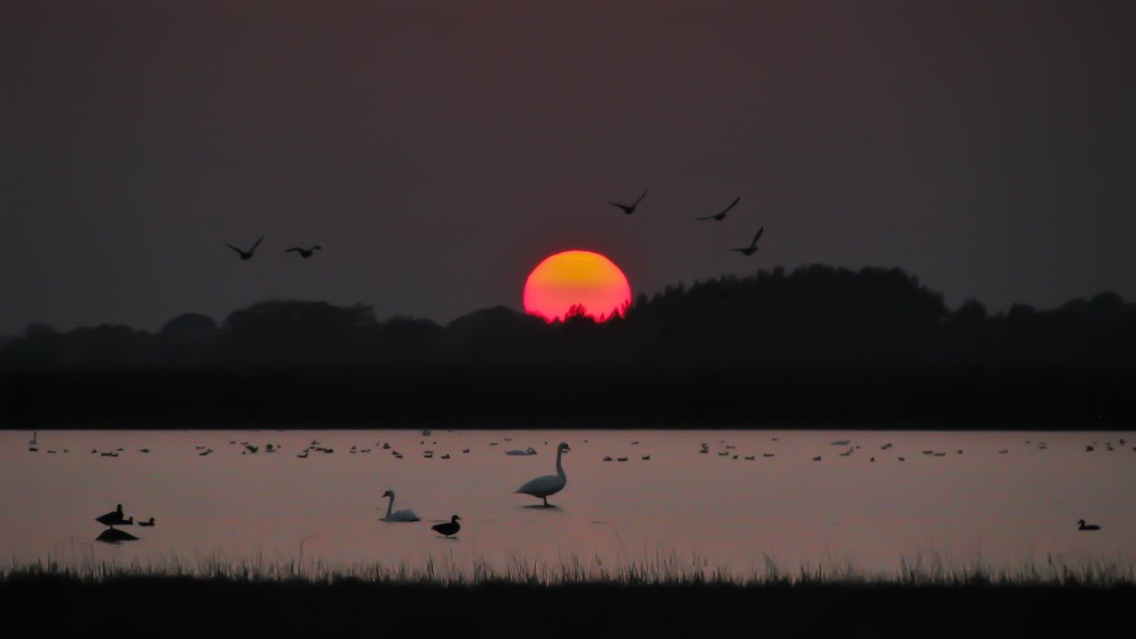 Hiiumaa in September | Birdwatching paradise