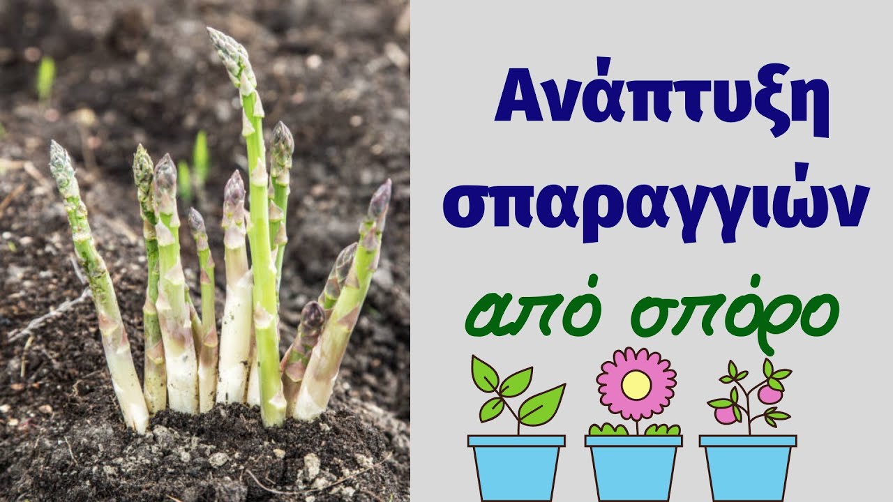 &Pi;&omega;&sigmaf; &alpha;&nu;&alpha;&pi;&tau;ύ&chi;&theta;&eta;&kappa;&alpha;&nu; &tau;&alpha; &sigma;&pi;&alpha;&rho;ά&gamma;&gamma;&iota;&alpha; &alpha;&pi;ό &sigma;&pi;ό&rho;&omicron; &tau;&omicron;&nu; &tau;&rho;ί&tau;&omicron; &chi;&rho;ό&nu;&omicron; &kappa;&alpha;&lambda;&lambda;&iota;έ&rho;&gamma;&epsilon;&iota;&alpha;&sigmaf;