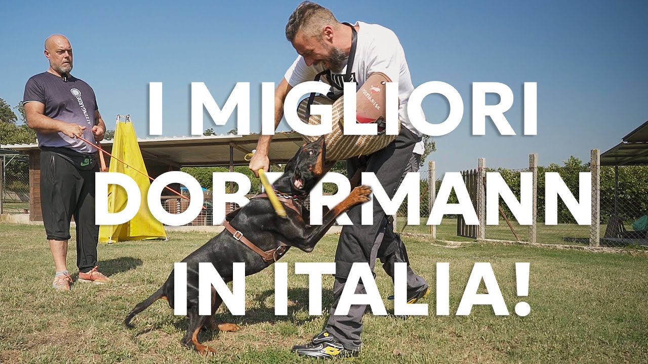 IL MIGLIOR ALLEVAMENTO DI DOBERMANN