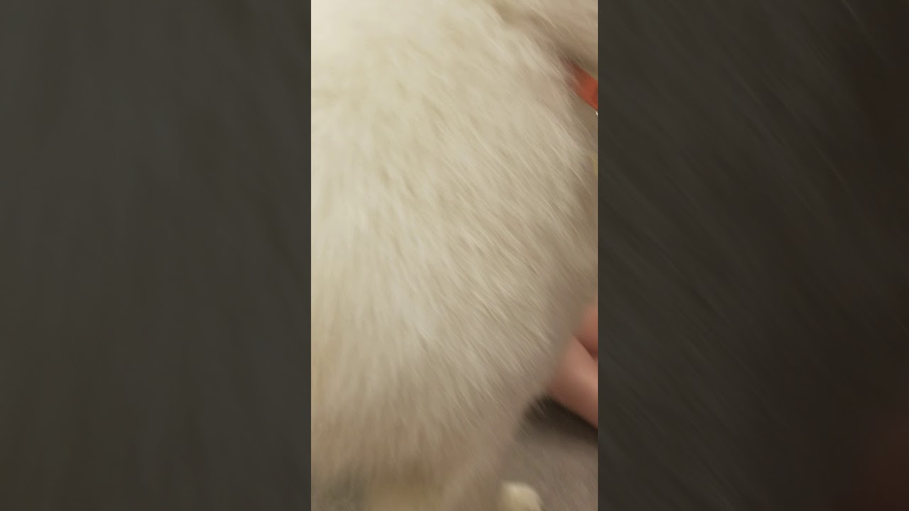 therapy pupper does an awoo at school
