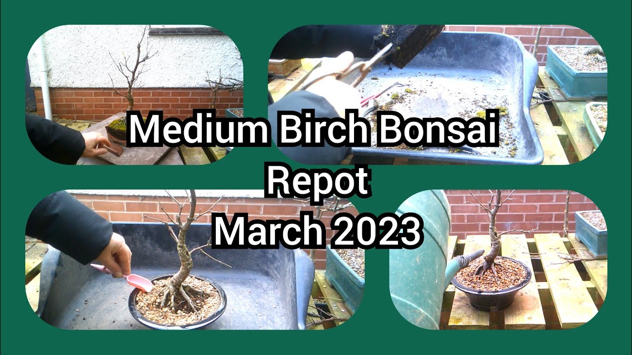 Birch Bonsai Repot 2023