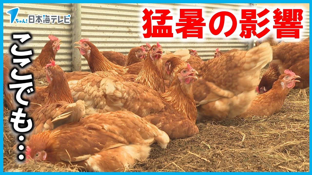 【養鶏場も暑い…】ニワトリの食欲増進対策も　こだわりのエサで産卵数が落ちる夏場を乗り切る　鳥取県湯梨浜町