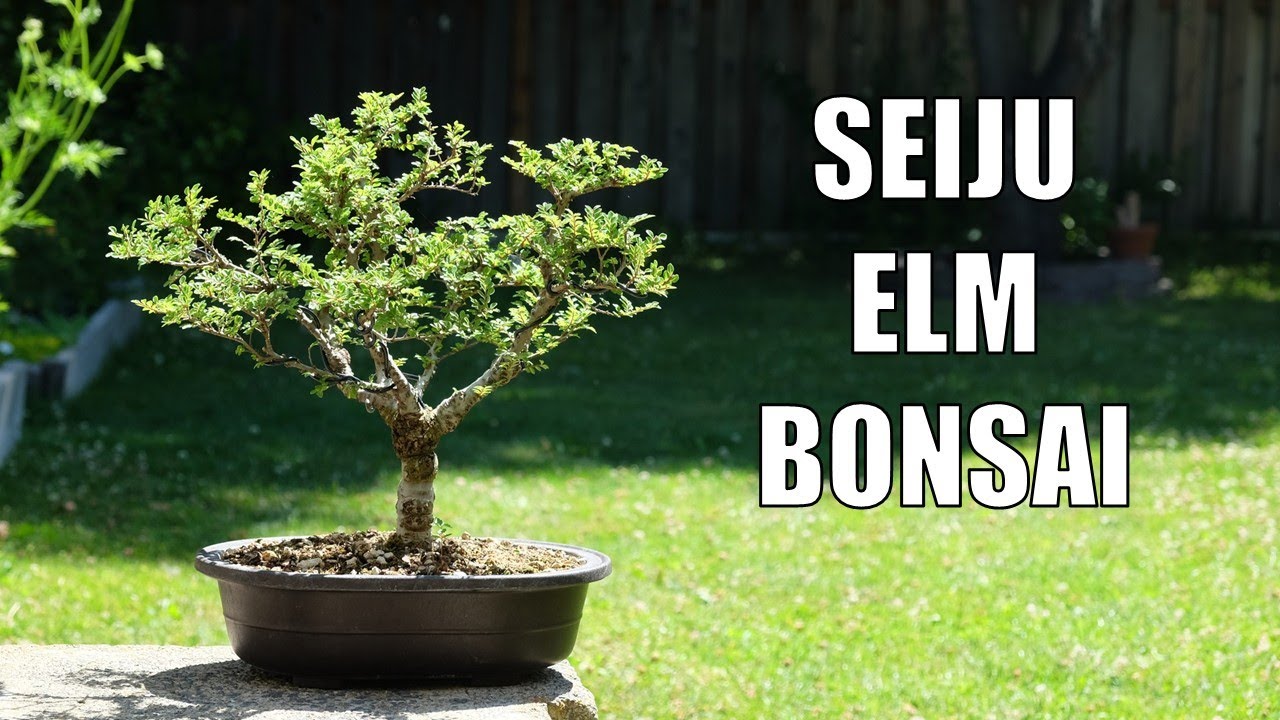 Young Tree, Old Look – Seiju Chinese Elm Bonsai Styling