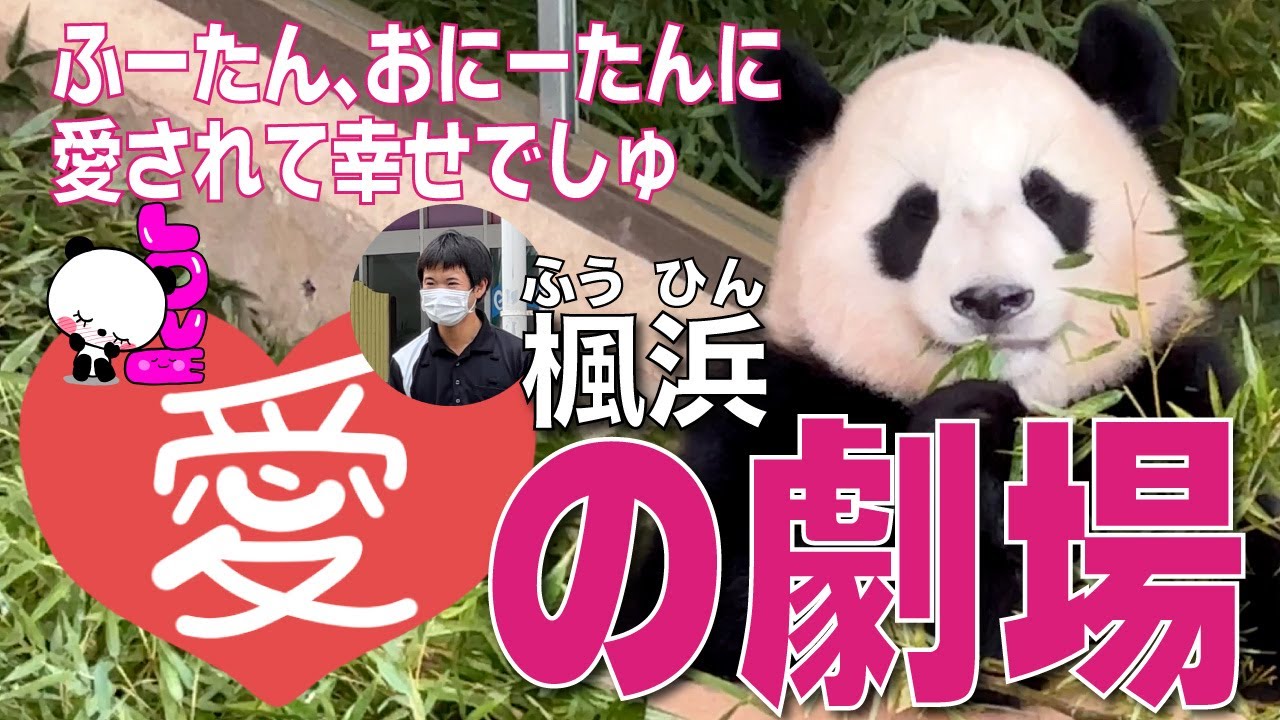 【楓浜（ふうひん）🐼】愛の劇場💖ふーたん、おにーたんに愛されてまちた😊💕楓ちゃんが恋する飼育員Mさんの神対応とは？