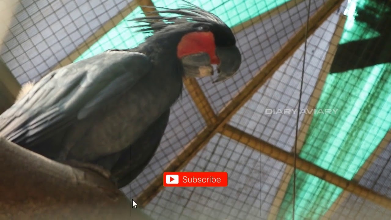 Burung Kakatua Raja di Kandang aviary besar