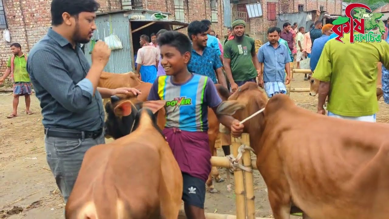 গরু কিনুন একদম সস্তায় যে হাটের খবর অনেকের অজানা। কুড়িগ্রাম জেলার যাত্রাপুর গরুর হাট