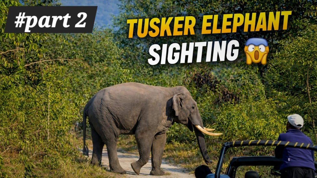 Tuskar elephant sighting in Corbett National park #wildlife #trending #elephants 
