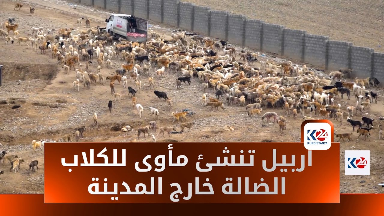 اربيل تنشئ مأوى للكلاب الضالة خارج المدينة