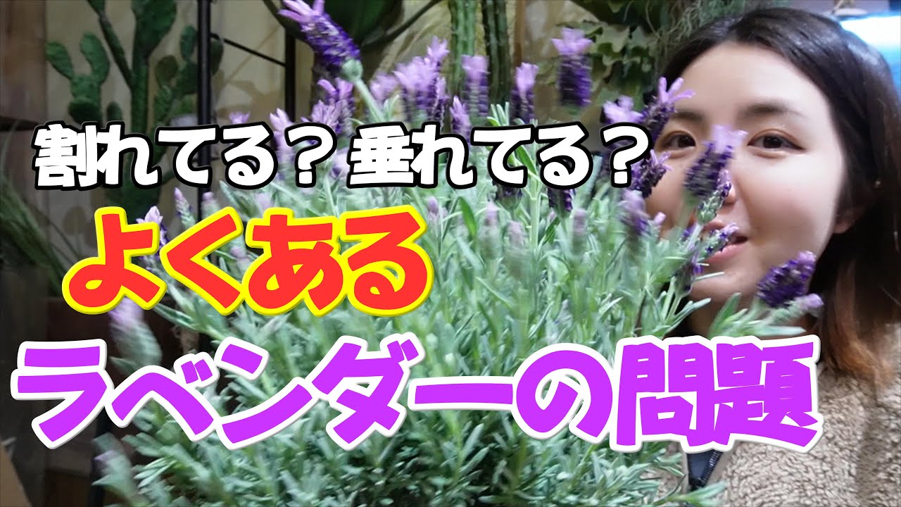 【ラベンダーの剪定】やらないと絶対に後悔するお手入れ｜垂れ下がっている方必見｜綺麗に咲くコツ 開花園チャンネル