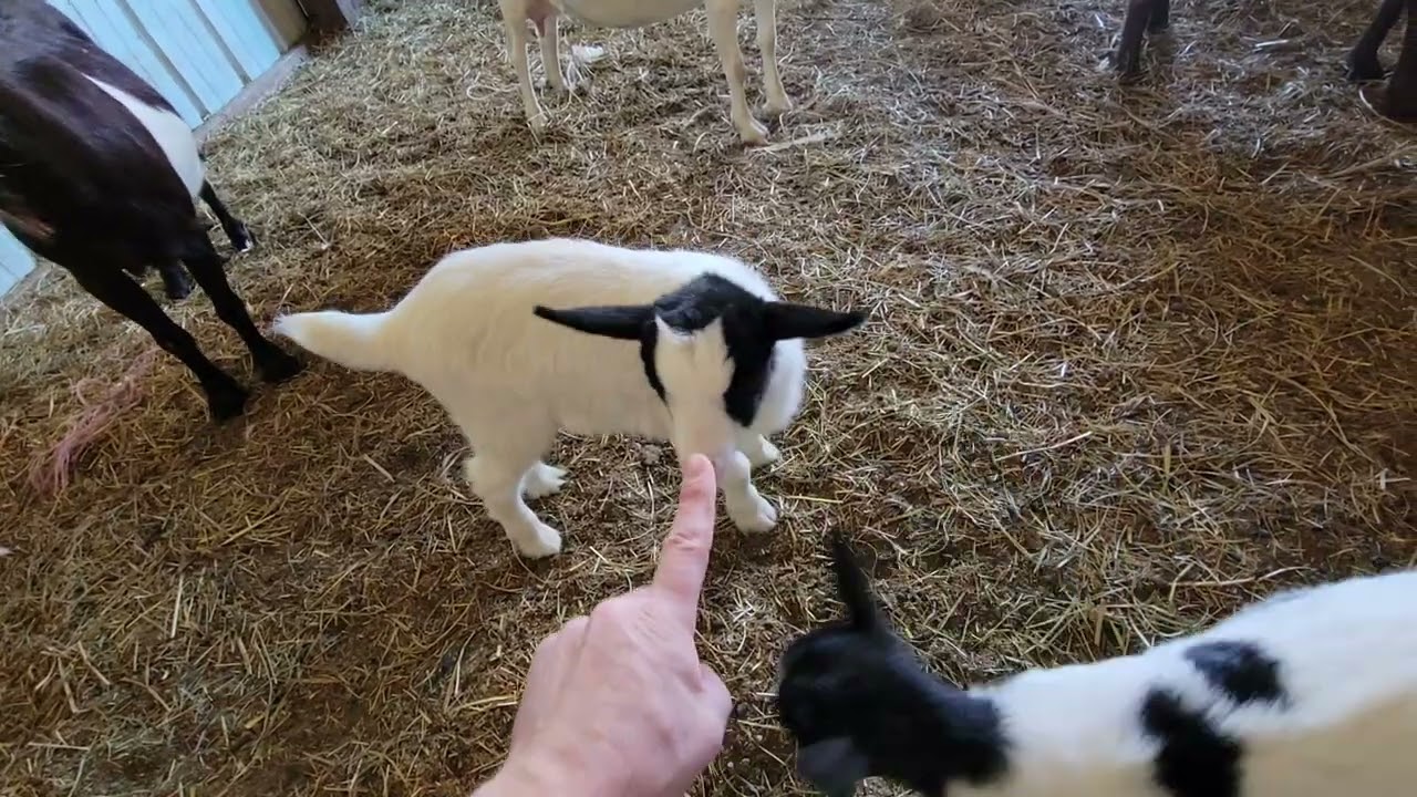 Goat and Sheep Kids goofing off