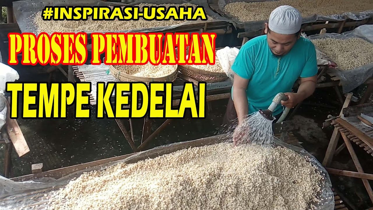 PROSES PEMBUATAN TEMPE KEDELAI | Hasil Jadi Tempe Yang Putih dan Bersih