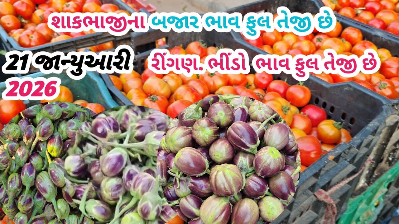  શાકભાજીના બજાર ભાવ ફુલ તેજી છે | રીંગણ એન ભીંડા ભાવ વધારો| તળાજા માર્કેટ યાર્ડ | 21-01-2026 |