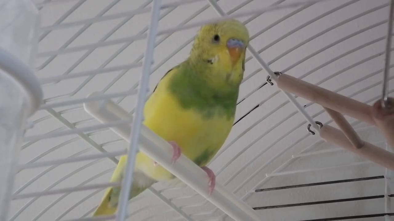 Perruche ondul&eacute;e qui gazouille gentiment dans sa cage