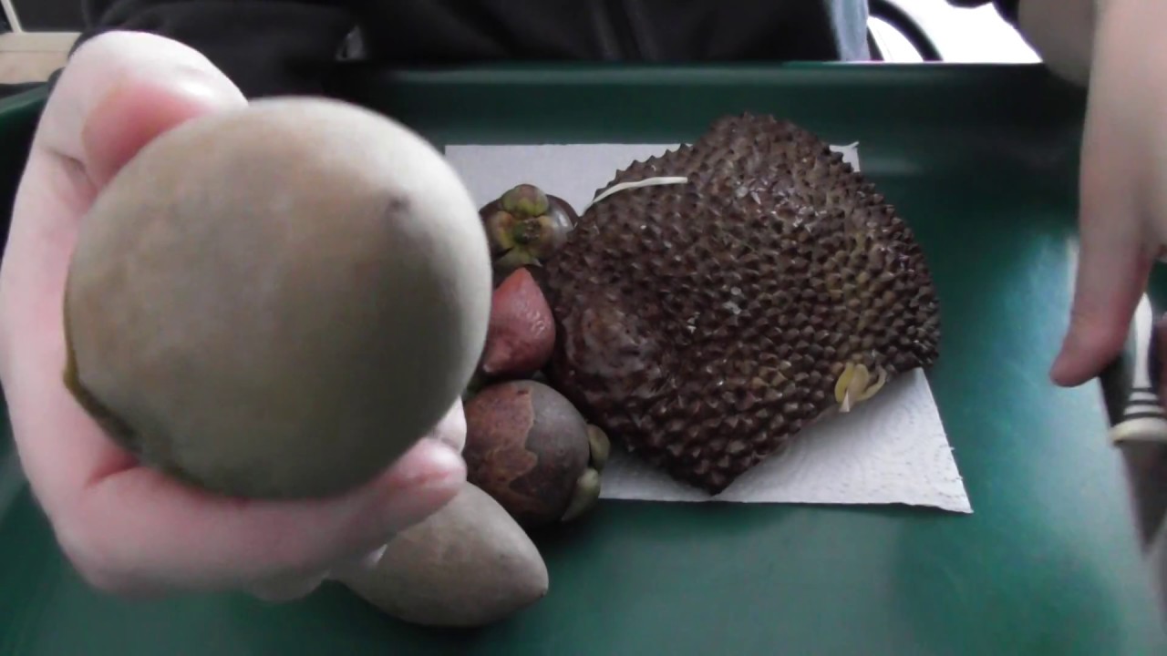 Die Vermehrung von exotischen Früchten. Jackfrucht, Cherimoya, Schlangenfrucht,...