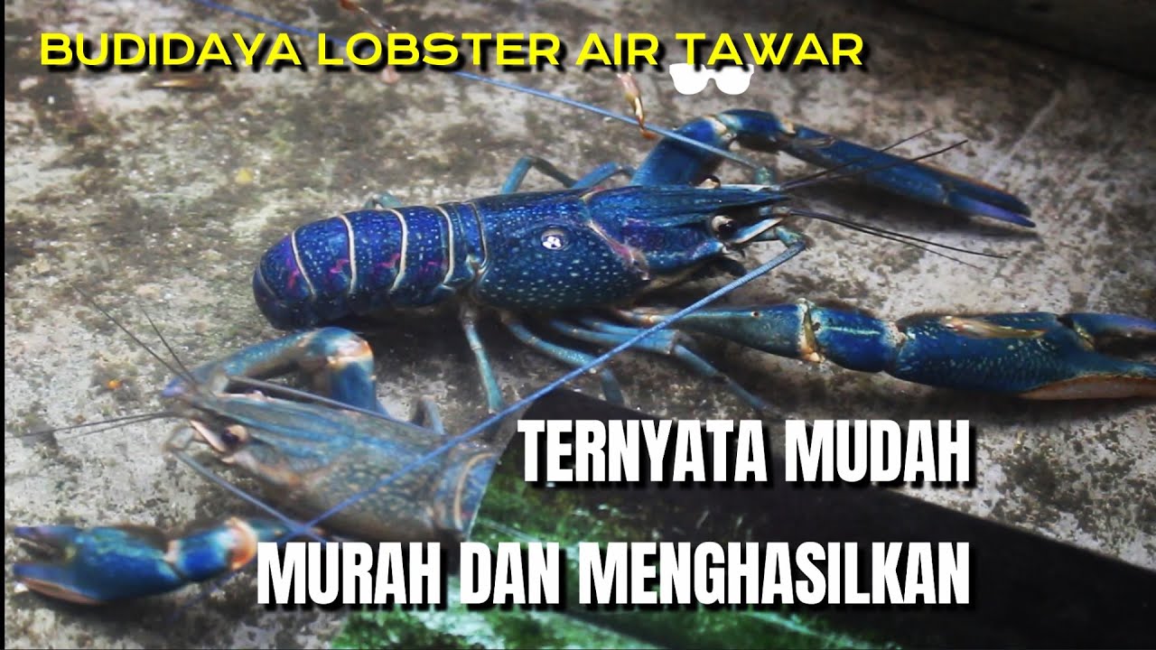 Peluang Usaha Budidaya Lobster air tawar‼️cocok untuk lahan terbatas & pakan nya pun murah meriah.