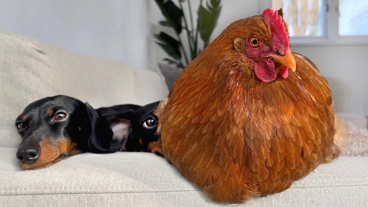 Morning routine with Chickens, Ducks & Dachshunds.