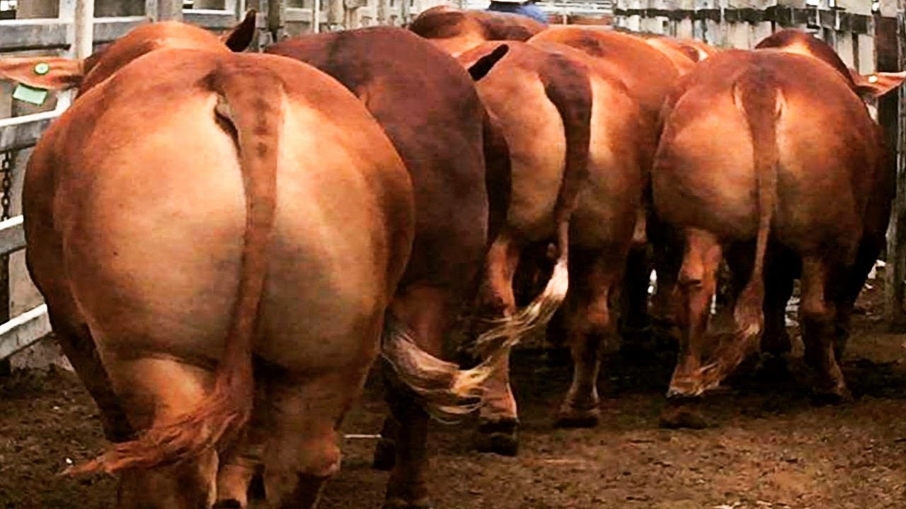Beefmaster bulls from Frenzel Beefmasters