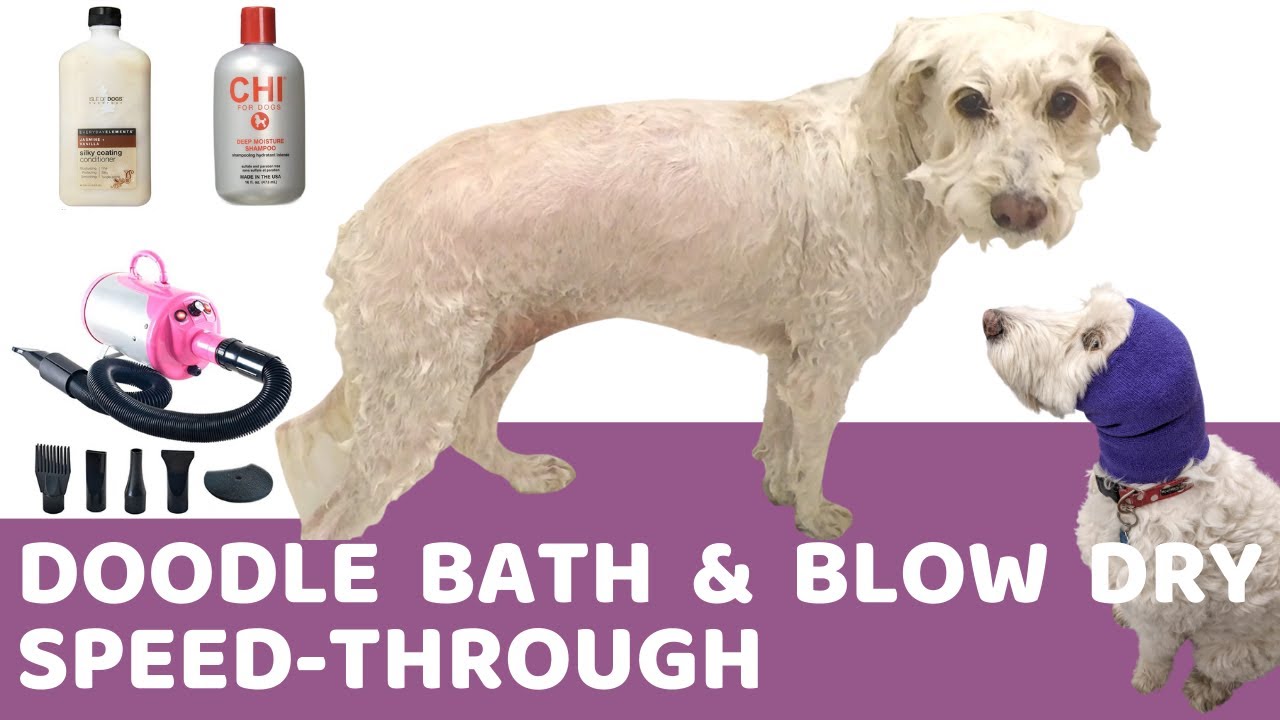Doodle Getting a Full Bath and Blow Dry at Home (Speed Through)