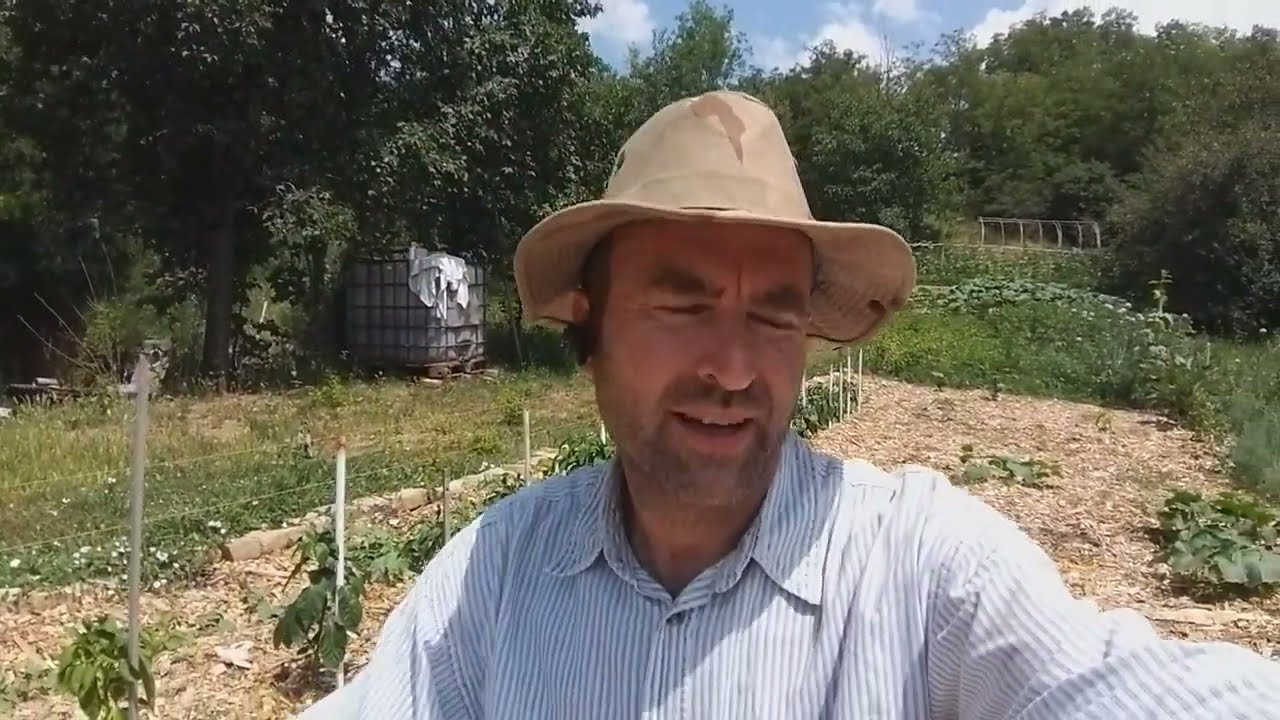 Kánikula vs. Mulcs