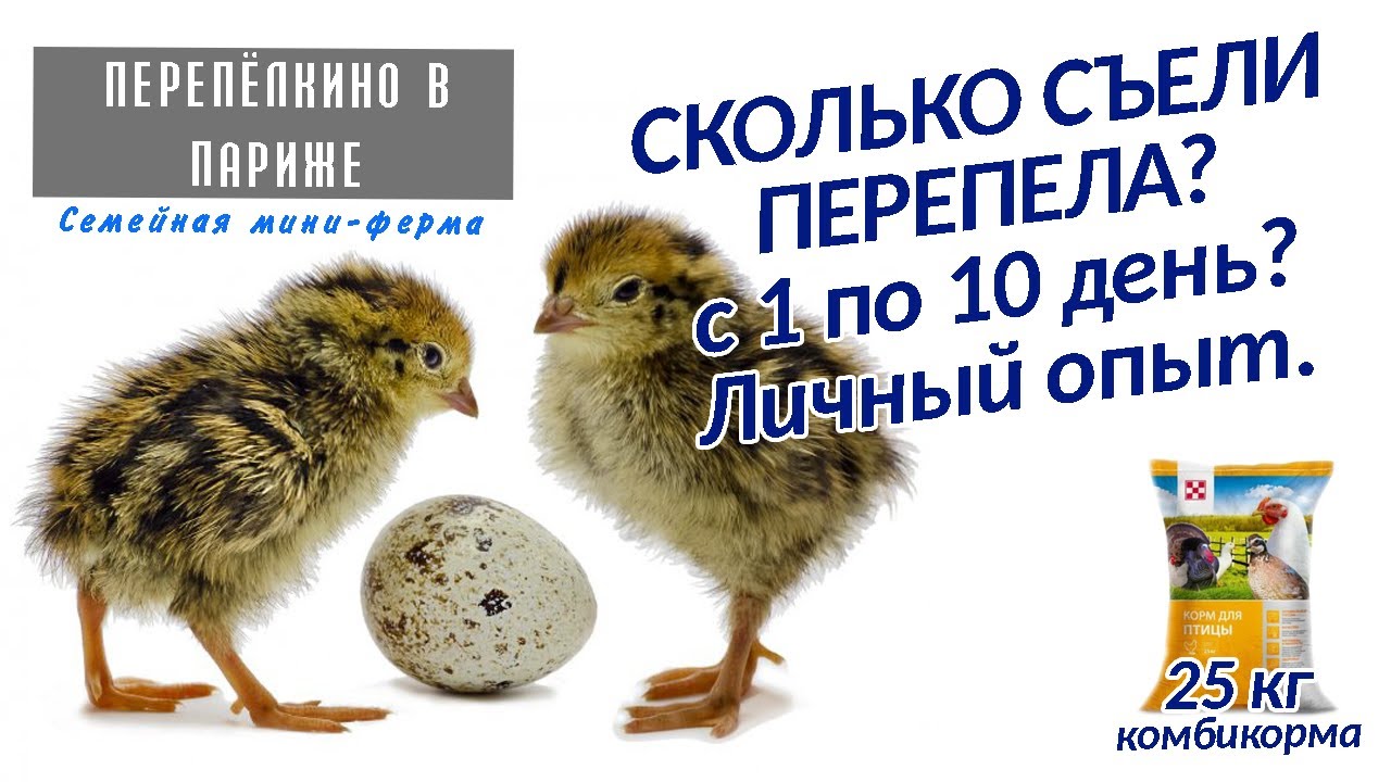 СКОЛЬКО СЪЕЛИ ПЕРЕПЕЛА ЗА 10 ДНЕЙ  КАК ОНИ ВЫГЛЯДЯТ  ЛИЧНЫЙ ОПЫТ