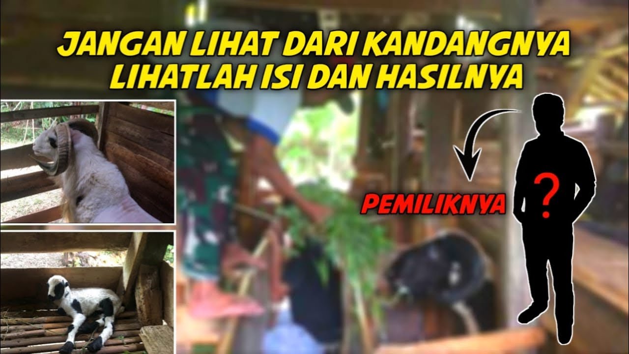 PETERNAKAN DOMBA GARUT DIKAMPUNG CICERI DESA TIGAHERANG || BIBIT - BIBIT UNGGUL