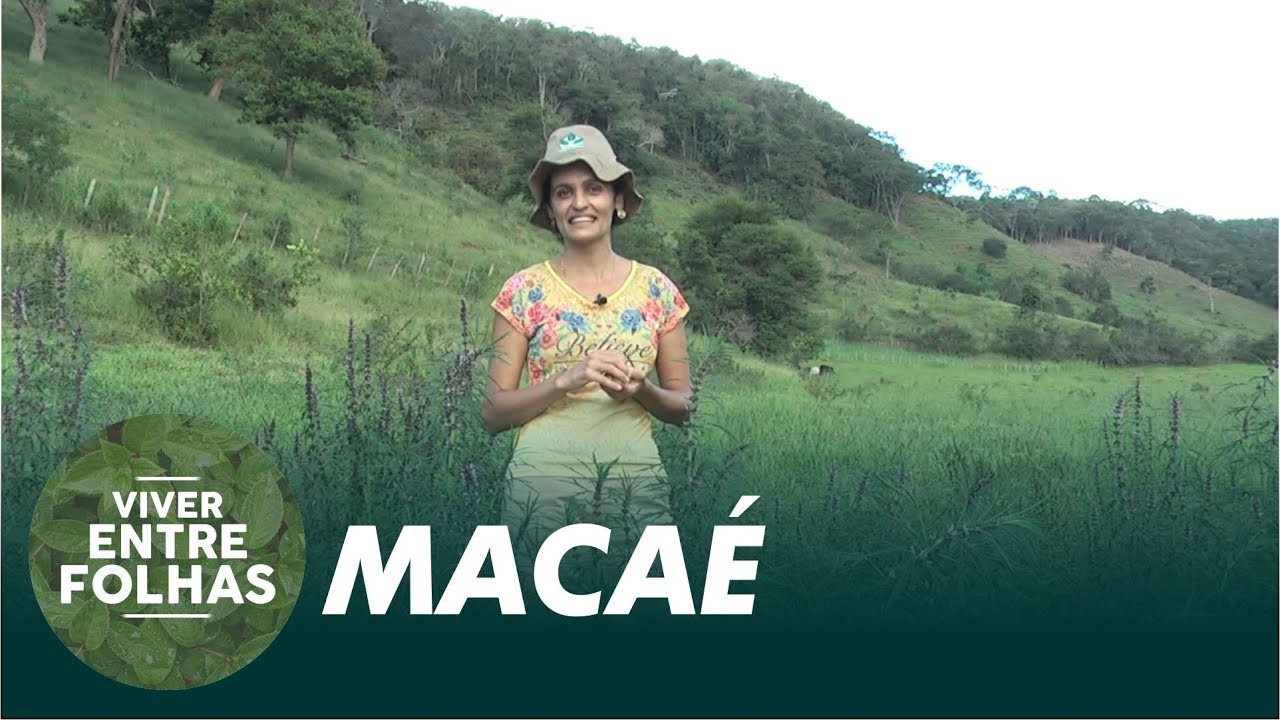 Conheça a planta Macaé - Viver Entre Folhas (1ª Temporada)