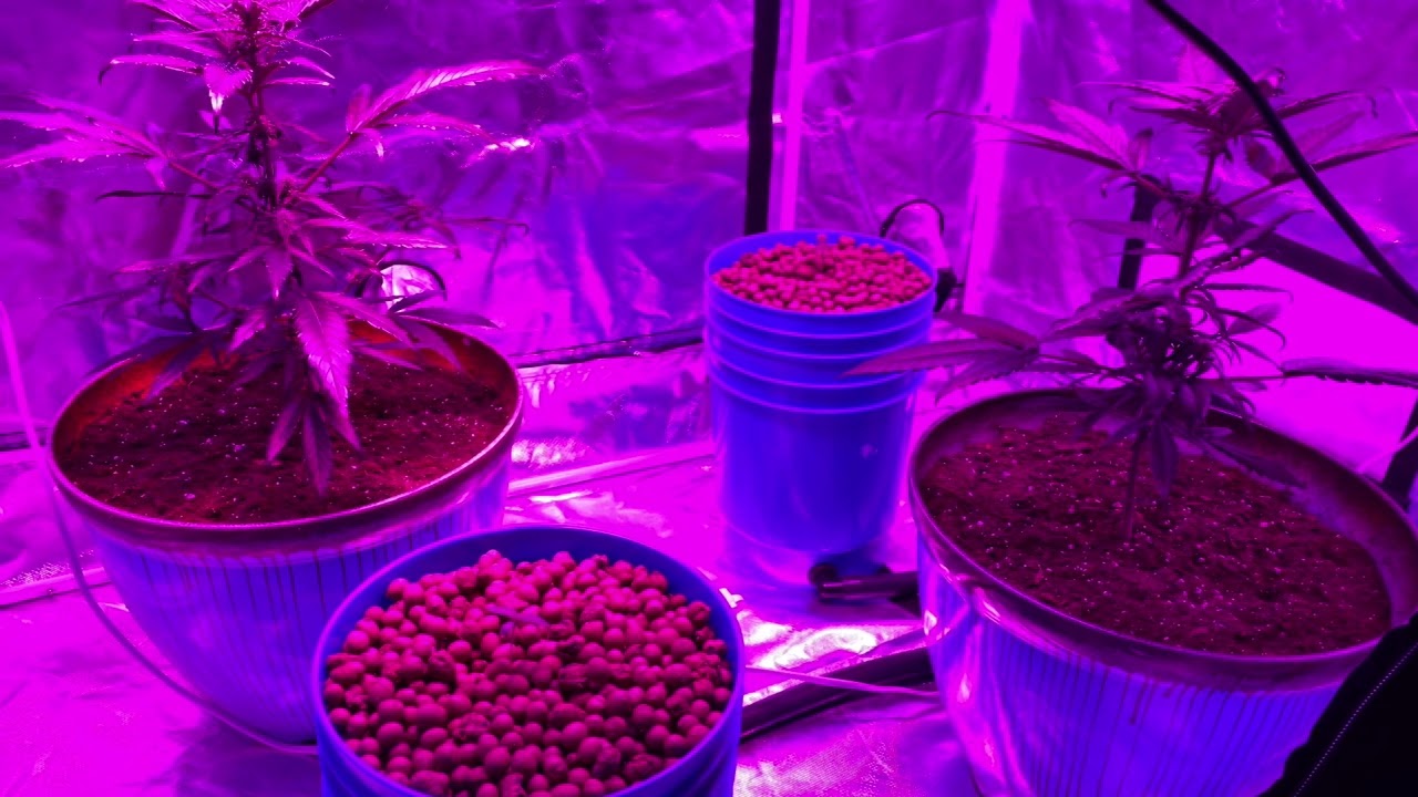 Ghost Train Haze Hydroponic grow: seeds to present day progression
