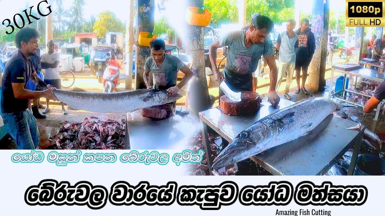 The King Barracuda Fish Cutting | බේරුවල කැපුව යෝධ මත්සයා | Beruwala  Harbour Sri Lanka | ගගරලා