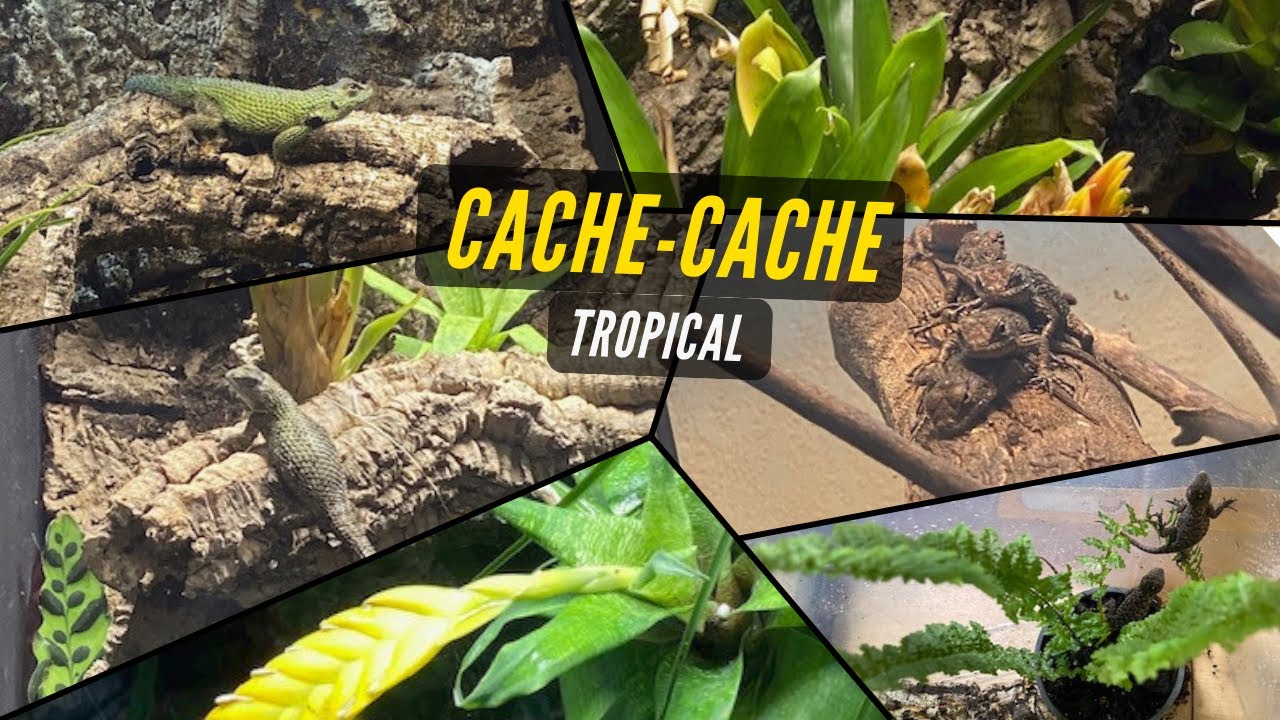 Reproduction chez mes Sceloporus Malachiticus : astuces, cycles et gestion des jeunes 