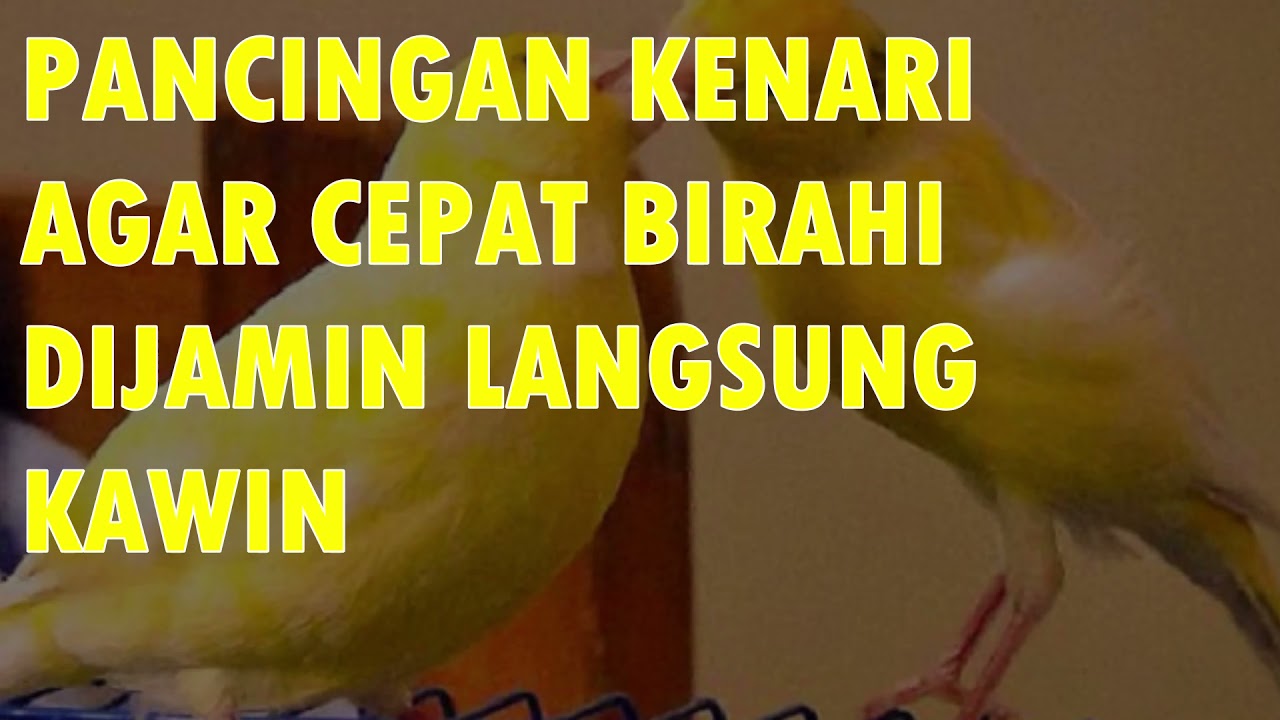 Suara Kenari Cepat Kawin