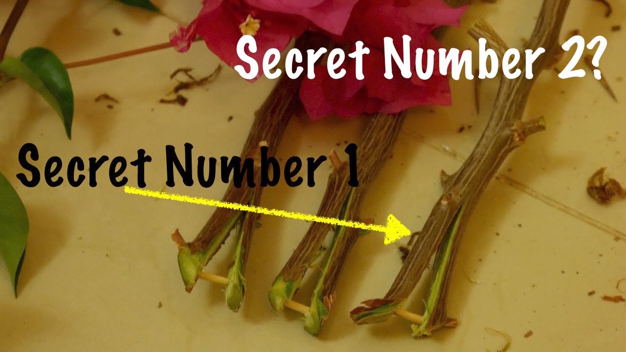 Grow BOUGAINVILLEA In Your SLEEP 😴  EASY HACK = Cutting Toothpick Wood Ash Water Soil with RESULTS