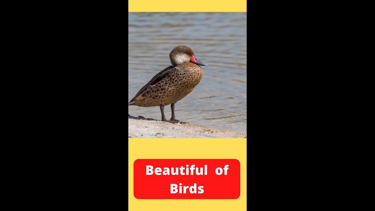 Grey teal, White cheeked pintail, Rosy billed pochard, Greater scaup. Beautiful of Birds. #shorts