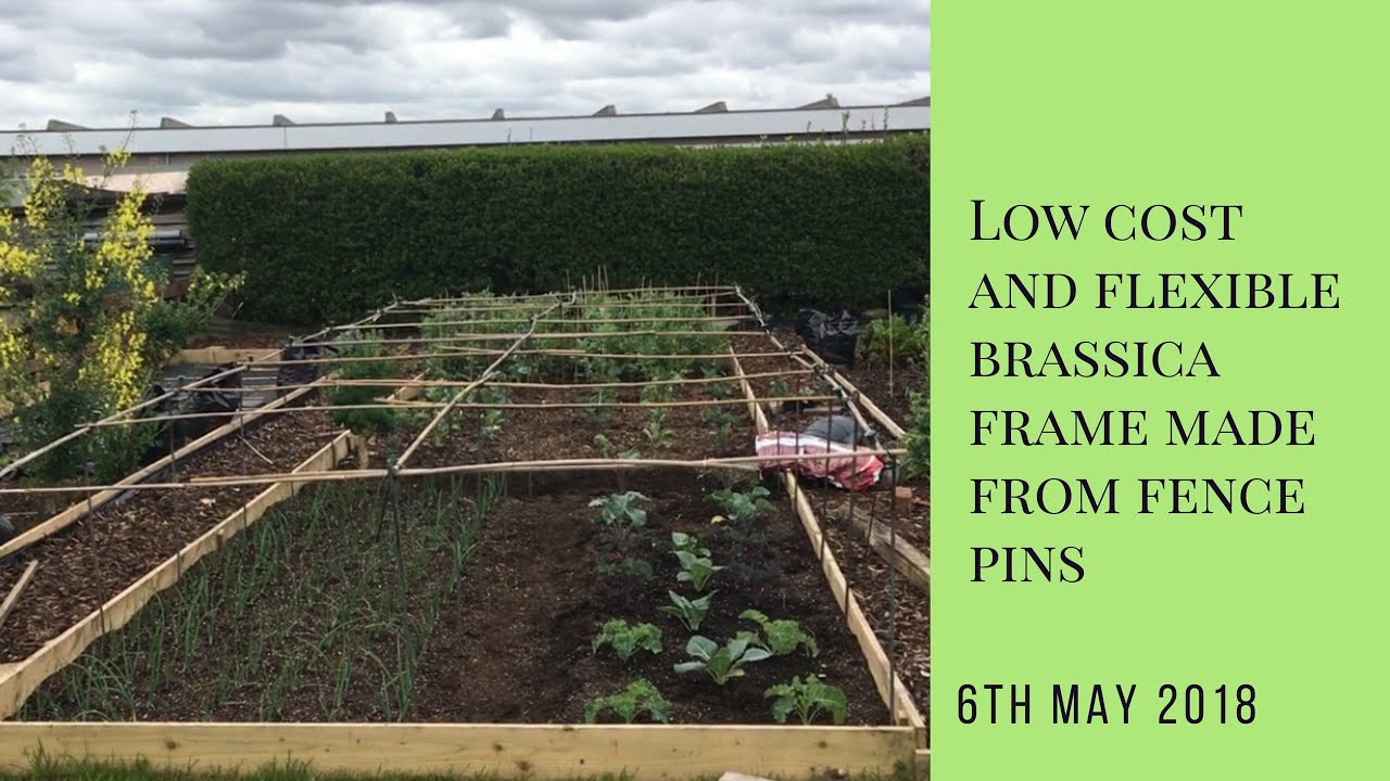Building a low cost and flexible brassica cage